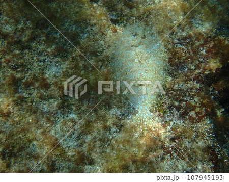海の砂地や岩場を泳ぎ、周囲に擬態するモンダルマガレイ（Bothus mancus） 107945193