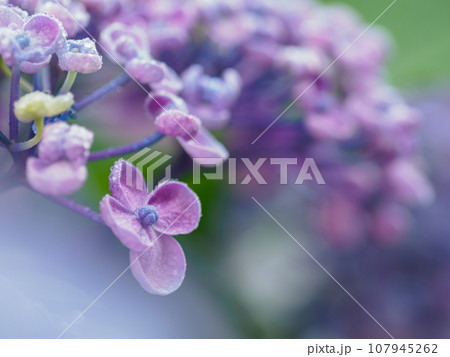 梅雨に咲くポップコーンアジサイ(紫陽花)のイメージ 梅雨に咲くポップコーンアジサイ(紫陽花)のイメージ 107945262