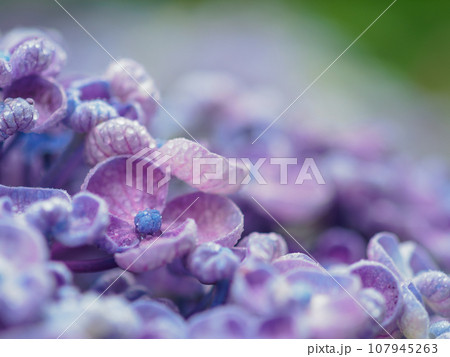 梅雨に咲くポップコーンアジサイ(紫陽花)のイメージ 梅雨に咲くポップコーンアジサイ(紫陽花)のイメージ 107945263