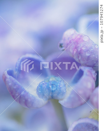 梅雨に咲くポップコーンアジサイ（紫陽花）のイメージ 107945274