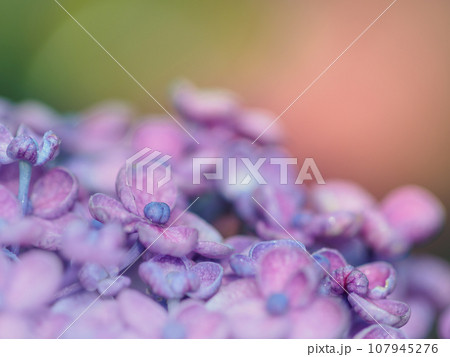 梅雨に咲くポップコーンアジサイ(紫陽花)のイメージ 梅雨に咲くポップコーンアジサイ(紫陽花)のイメージ 107945276
