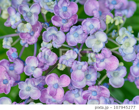 梅雨に咲くポップコーンアジサイ(紫陽花)のイメージ 梅雨に咲くポップコーンアジサイ(紫陽花)のイメージ 107945277