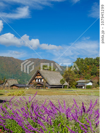 岐阜_白川郷合掌造りと紅葉の風景 107945299