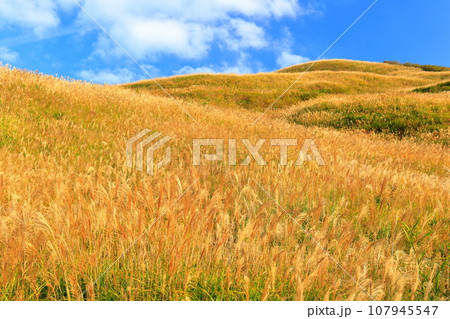 【愛媛県／徳島県】ススキが広がる塩塚高原の塩塚峰 107945547