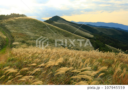 【徳島県/愛媛県】夕日に映えるススキが広がる塩塚高原 【徳島県/愛媛県】夕日に映えるススキが広がる塩塚高原 107945559
