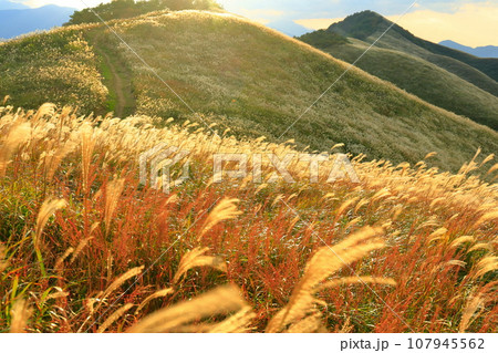 【徳島県／愛媛県】夕日に映えるススキが広がる塩塚高原 107945562
