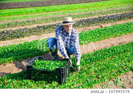 Male farmer harvesting corn salad on farm Male farmer harvesting corn salad on farm 107945578