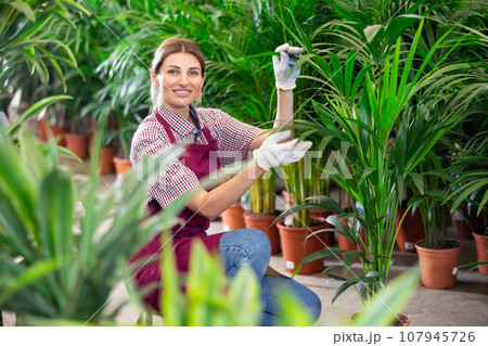 Saleswoman changes arrangement of pots with areca and improves appearance of window. Saleswoman changes arrangement of pots with areca and improves appearance of window. 107945726