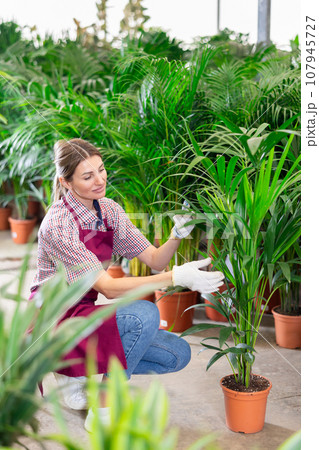 Saleswoman changes arrangement of pots with areca and improves appearance of window. 107945727