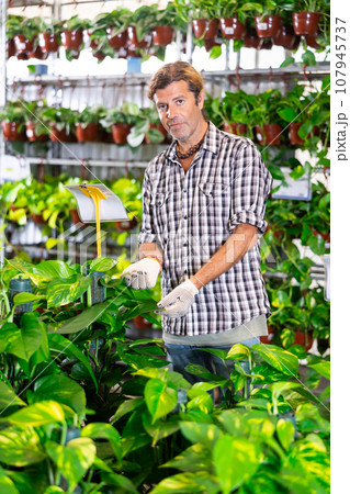 Salesman of flower shop near shelf with pothos tutor chooses pot with plant to send for customer Salesman of flower shop near shelf with pothos tutor chooses pot with plant to send for customer 107945737