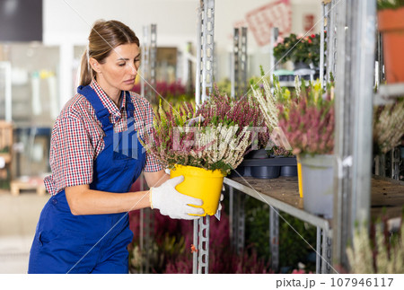 Saleswoman of flower shop near shelf with calluna chooses pot with young plant to send for customer Saleswoman of flower shop near shelf with calluna chooses pot with young plant to send for customer 107946117