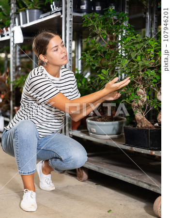 Girl customer-onlooker curiously examines showcase exhibition with indoor evergreens ficus gingein. Girl customer-onlooker curiously examines showcase exhibition with indoor evergreens ficus gingein. 107946201