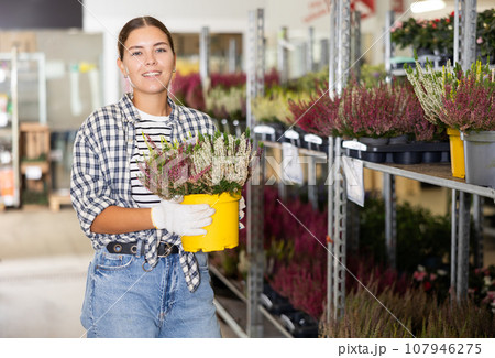 Saleswoman of flower shop near shelf with calluna chooses pot with young plant to send for customer 107946275