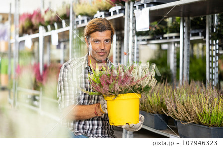 Salesman of flower shop near shelf with calluna chooses pot with plant to send for customer. 107946323