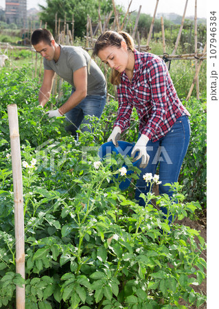 Farmers collect insects from potato leaves Farmers collect insects from potato leaves 107946384