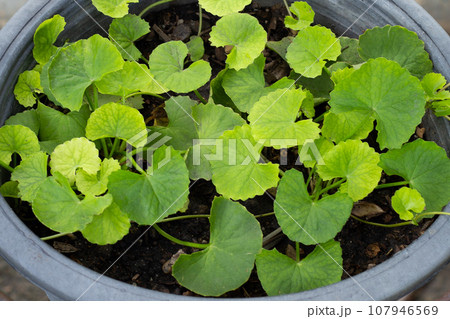 Gotu Kola plant growing in a pot 107946569