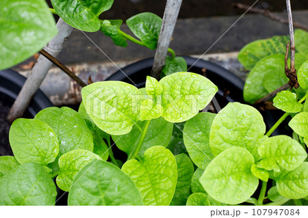 Ceylon spinach or basella rubra linn Ceylon spinach or basella rubra linn 107947084