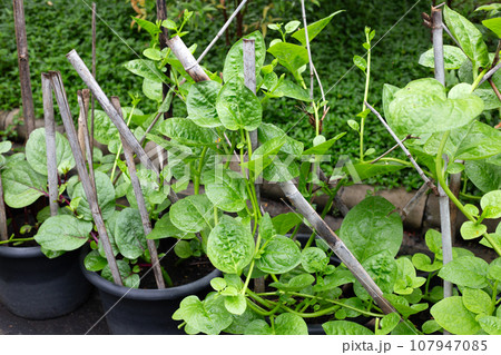 Ceylon spinach or basella rubra linn Ceylon spinach or basella rubra linn 107947085