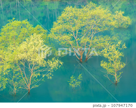 秋田_秋扇湖で見られる水没林の絶景風景 107947170