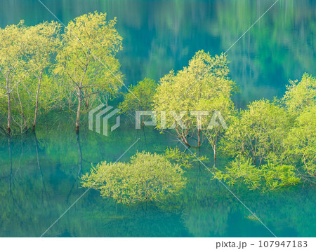 秋田_秋扇湖で見られる水没林の絶景風景 107947183