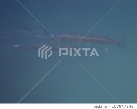 青い海を泳ぐ口のとがった魚、ダツの仲間（Strongylura anastomella ） 107947248