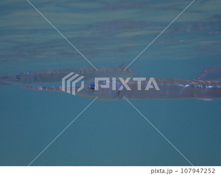 青い海を泳ぐ口のとがった魚、ダツの仲間（Strongylura anastomella ） 107947252