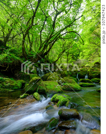 秋田_元滝伏流水の絶景風景 秋田_元滝伏流水の絶景風景 107947423