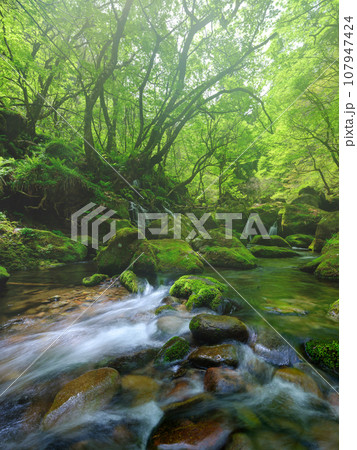 秋田_元滝伏流水の絶景風景 107947424