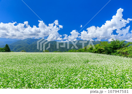 長野_秋晴れの空に咲くソバの花の絶景風景 107947581