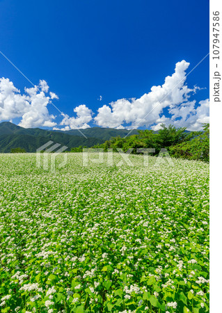 長野_秋晴れの空に咲くソバの花の絶景風景 107947586