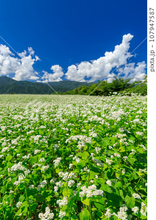 長野_秋晴れの空に咲くソバの花の絶景風景 107947587