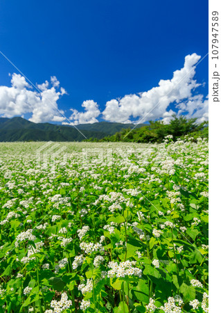 長野_秋晴れの空に咲くソバの花の絶景風景 107947589