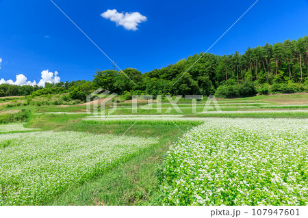 長野_秋晴れの空に咲くソバの花の絶景風景 107947601