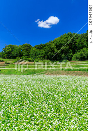 長野_秋晴れの空に咲くソバの花の絶景風景 107947604