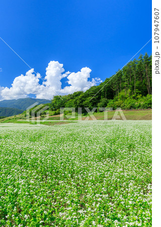 長野_秋晴れの空に咲くソバの花の絶景風景 107947607