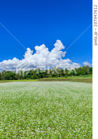 長野_秋晴れの空に咲くソバの花の絶景風景 107947612