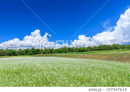 長野_秋晴れの空に咲くソバの花の絶景風景 107947619
