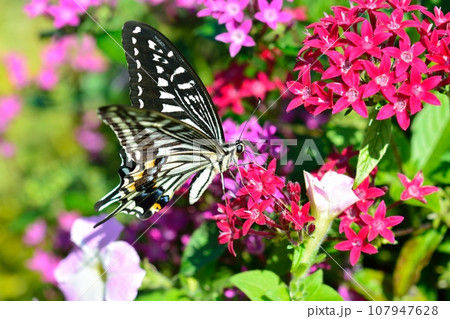 揚羽蝶とペンタスの花 107947628