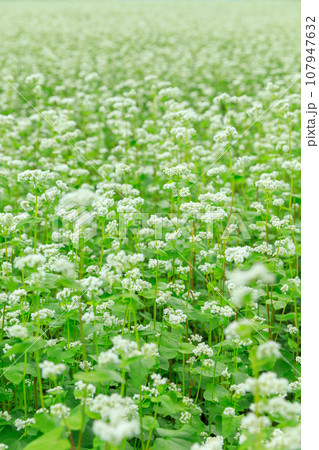 長野_秋晴れの空に咲くソバの花の絶景風景 107947632
