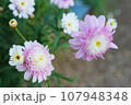 マーガレットのクローズアップ 107948348