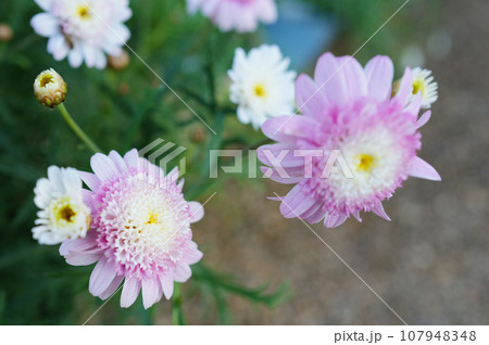 マーガレットのクローズアップ 107948348