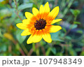 黄色い向日葵アップ 107948349