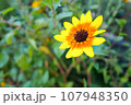黄色い向日葵 107948350