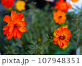 キバナコスモスのアップ 107948351