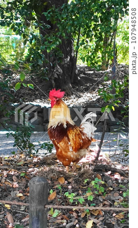 熱田神宮の神鶏様 107948508