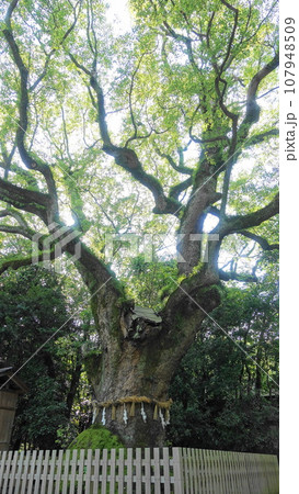 熱田神宮の大楠 107948509