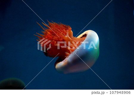 水槽を漂うビゼンクラゲ 107948906