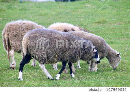 羊と雲の丘ファーム(北海道・士別市西士別町) 羊と雲の丘ファーム(北海道・士別市西士別町) 107949853