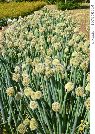 植物:ネギ ヒガンバナ科 埼玉県川口市 植物:ネギ ヒガンバナ科 埼玉県川口市 107950314