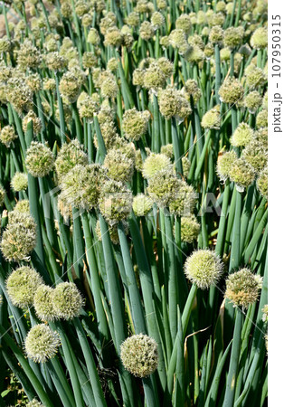 植物:ネギ ヒガンバナ科 埼玉県川口市 植物:ネギ ヒガンバナ科 埼玉県川口市 107950315